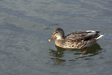 Stockenten, Weibchen