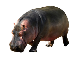 Détourage d'un hippopotame