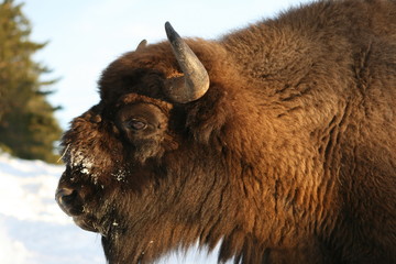 Bison d'Europe