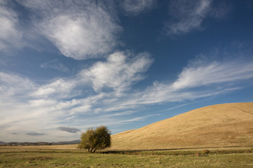 Fototapeta premium Cloudy blue sky, hill and lone tree