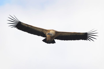 Griffon Vulture (Gyps fulvus).