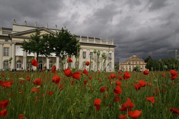 Mohn zur Documenta 12