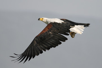 African fish eagle (Haliaeetus vociferoides)