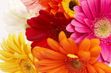 close-up of colorful gerbera flowers