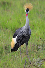Fototapeta premium Grey Crowned Crane (Balearica regulorum)