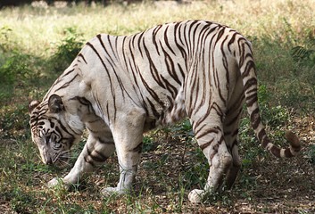 White Tiger