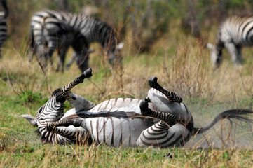 Obraz na płótnie Canvas Zebra (Equus quagga)