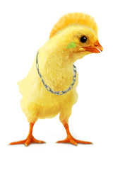 Chicken punk