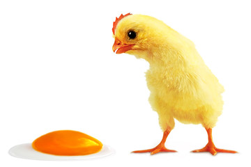 Cockalorum and incident with egg