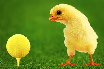 Golf-bal and amusing chicken