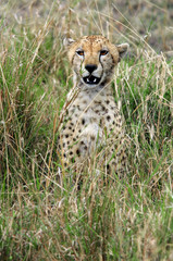 Cheetah (Acinonyx jubatus)