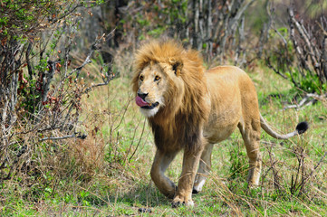 Obraz na płótnie Canvas Lion (Panthera leo).