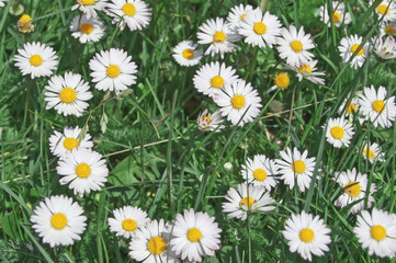 Fototapeta premium marguerite
