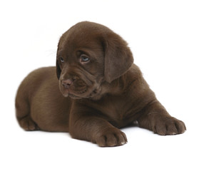 Chocolate puppy of breed Labrador.