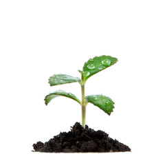 plant