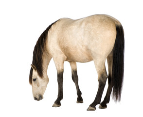 Obraz premium Horse