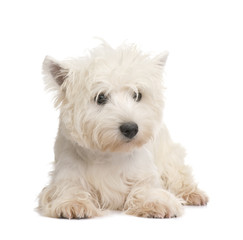 West Highland White Terrier (8 months)