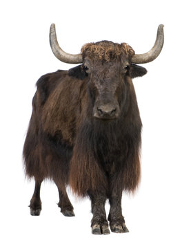 Yak