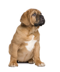 Obraz premium Dogue de Bordeaux puppy (2 months)