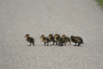ducklings walking down the street