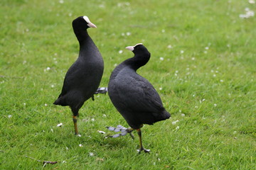 coot fighting with each other