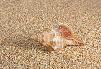 Seashell