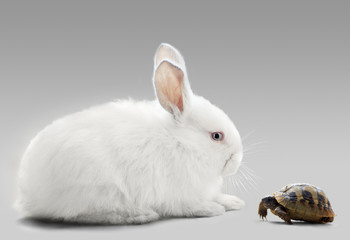 Naklejka premium rabbit vs turtle