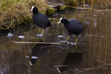 fulica atra common coot on ice