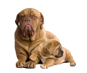 Obraz premium Dogue de Bordeaux puppy (2 months)
