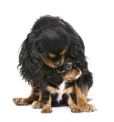 Cavalier King Charles