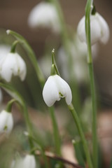 Obraz premium Cambo Snow Drops 3