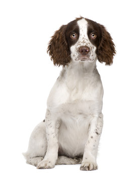 English Springer Spaniel puppy (4 months)