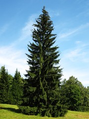 Birg pine tree