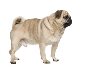 Obraz premium pug (8 years)