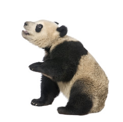 Obraz premium Giant Panda (18 miesięcy) - Ailuropoda melanoleuca