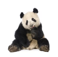 Foto auf Acrylglas Panda Großer Panda (18 Monate) - Ailuropoda melanoleuca