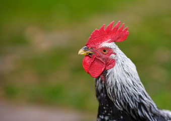Cock