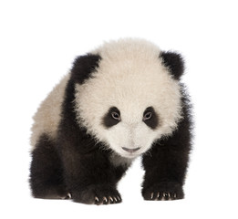 Giant Panda (6 months) - Ailuropoda melanoleuca