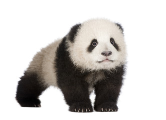Obraz premium Giant Panda (6 months) - Ailuropoda melanoleuca