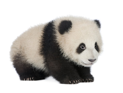 Giant Panda (6 months) - Ailuropoda melanoleuca