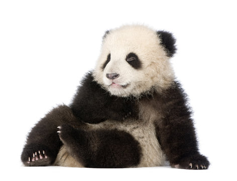 Giant Panda (6 months) - Ailuropoda melanoleuca