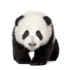 Naklejka premium Giant Panda (4 miesiące) - Ailuropoda melanoleuca