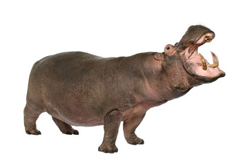 Hippopotamus - Hippopotamus amphibius ( 30 years)