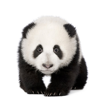 Fototapeta Giant Panda (4 months) - Ailuropoda melanoleuca