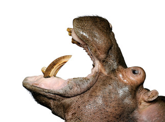 Hippopotamus - Hippopotamus amphibius ( 30 years)