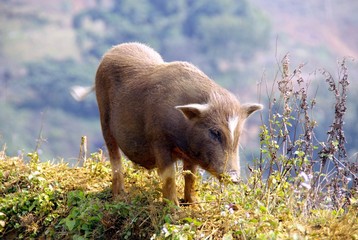 Pot bellied pig along the rice field near Sapa in Vietnam