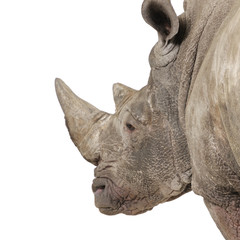 White Rhinoceros - Ceratotherium simum ( +/- 10 years)