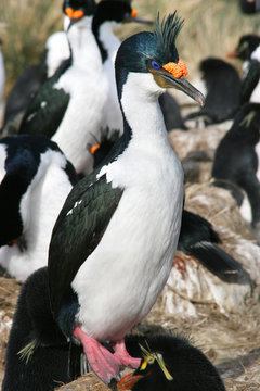 Colonie de cormorans royaux (Malouines/Falkland)