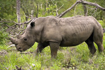 Fototapeta premium Rhino in Kruger Park