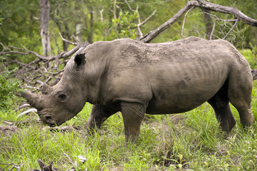 Rhino in Kruger Park
